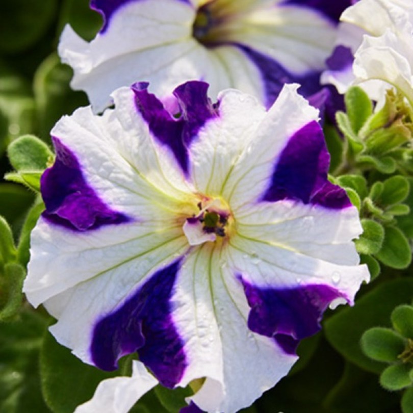 Tango Blue Star